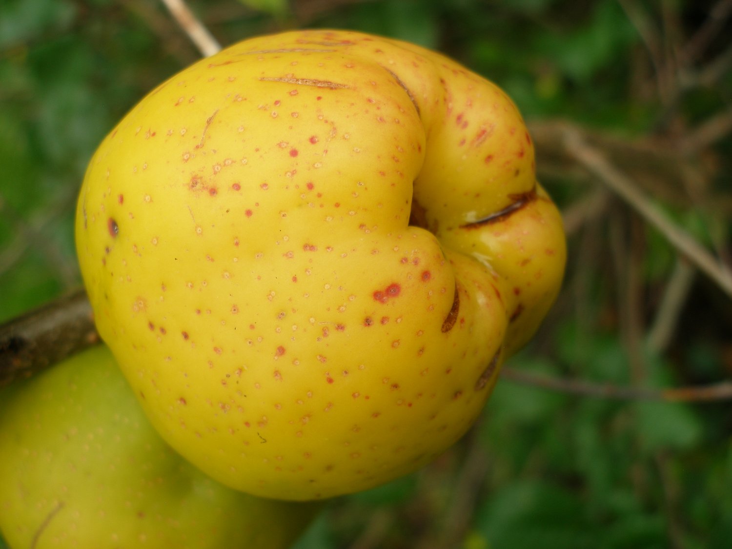 Chaenomeles japonica 'Rondo'