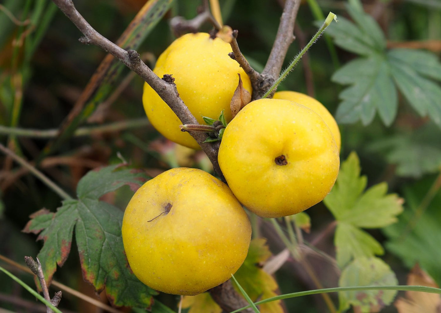 Chaenomeles japonica 'Rondo'