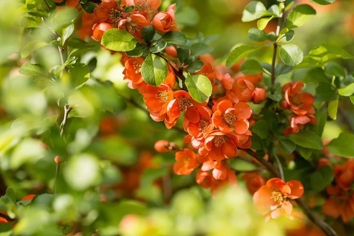 Chaenomeles japonica 'Rondo'
