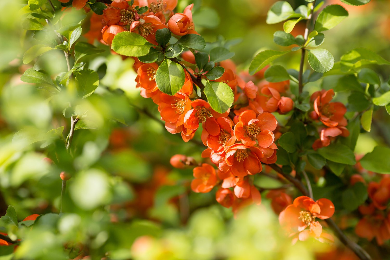 Chaenomeles japonica 'Rondo'