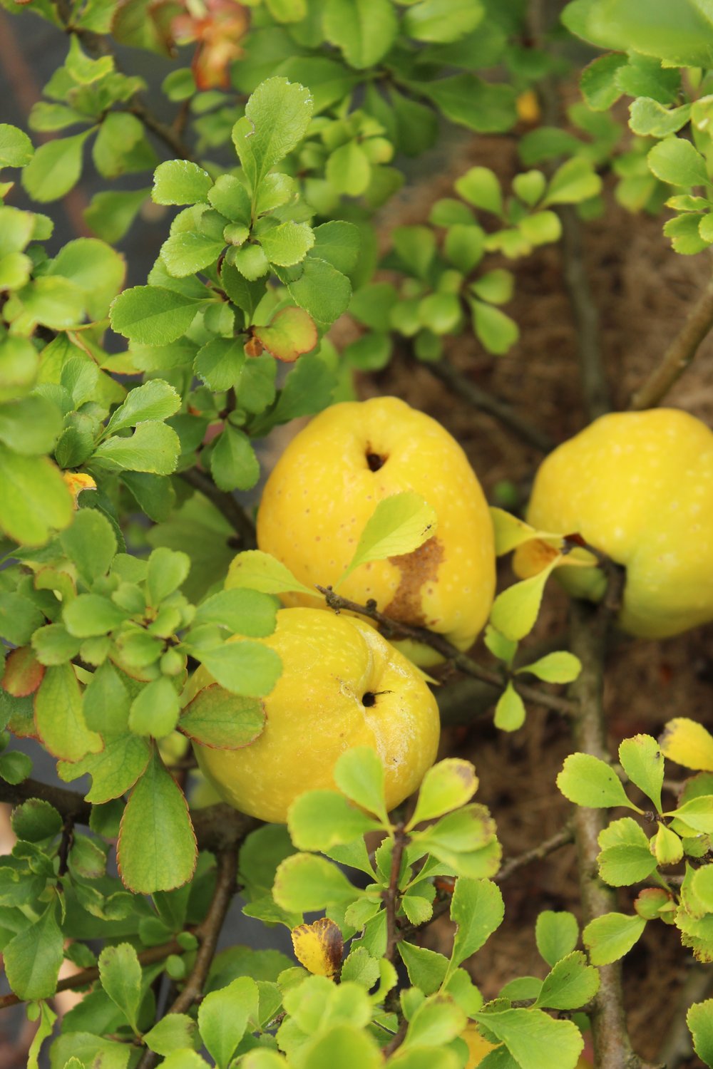 Chaenomeles japonica 'Rondo'