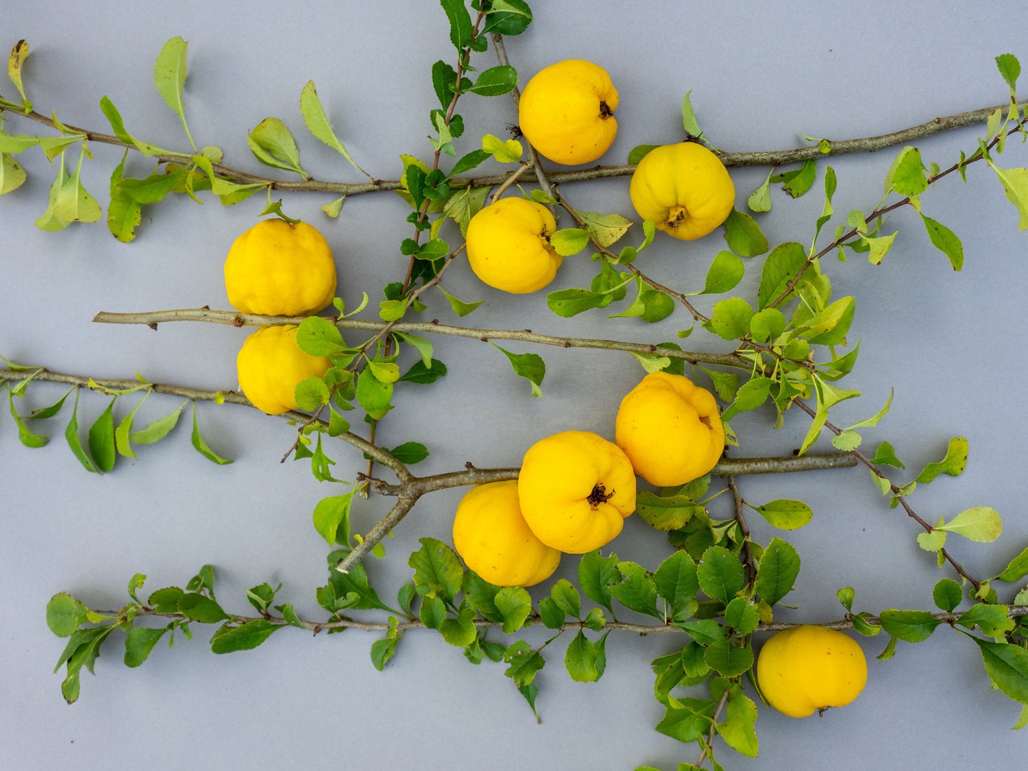 Chaenomeles japonica 'Rondo'