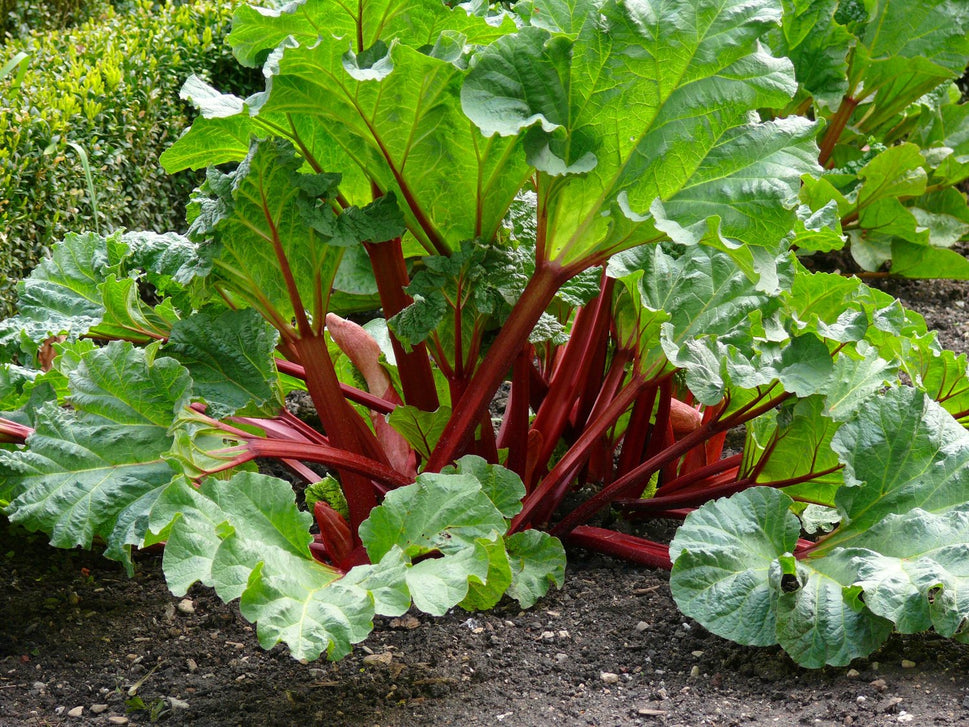 Rheum rhabarbarum 'Spangsbjerg'