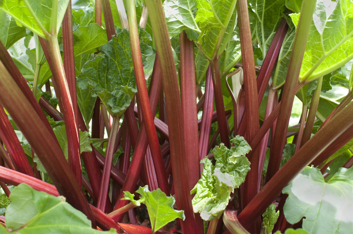 Rheum rhabarbarum 'Spangsbjerg'