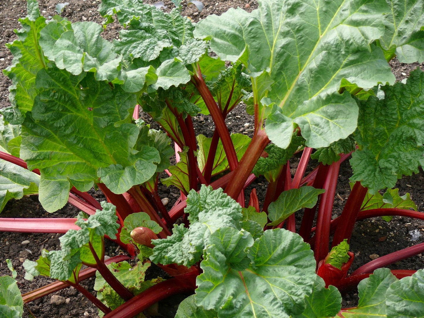 Rheum rhabarbarum 'Spangsbjerg'
