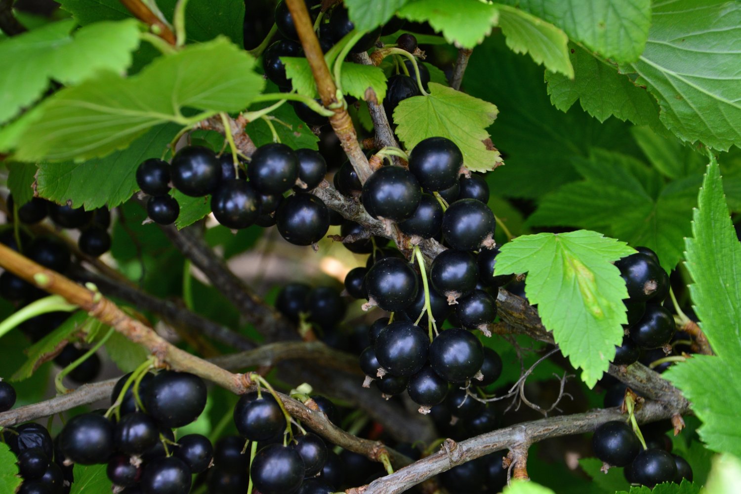 Ribes nigrum BALSGÅRD MARTIN® E