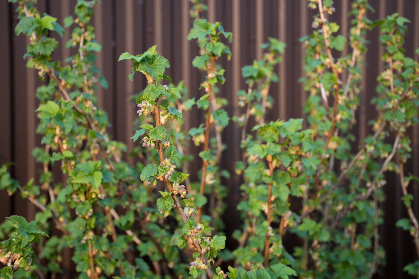 Ribes nigrum BALSGÅRD MARTIN® E