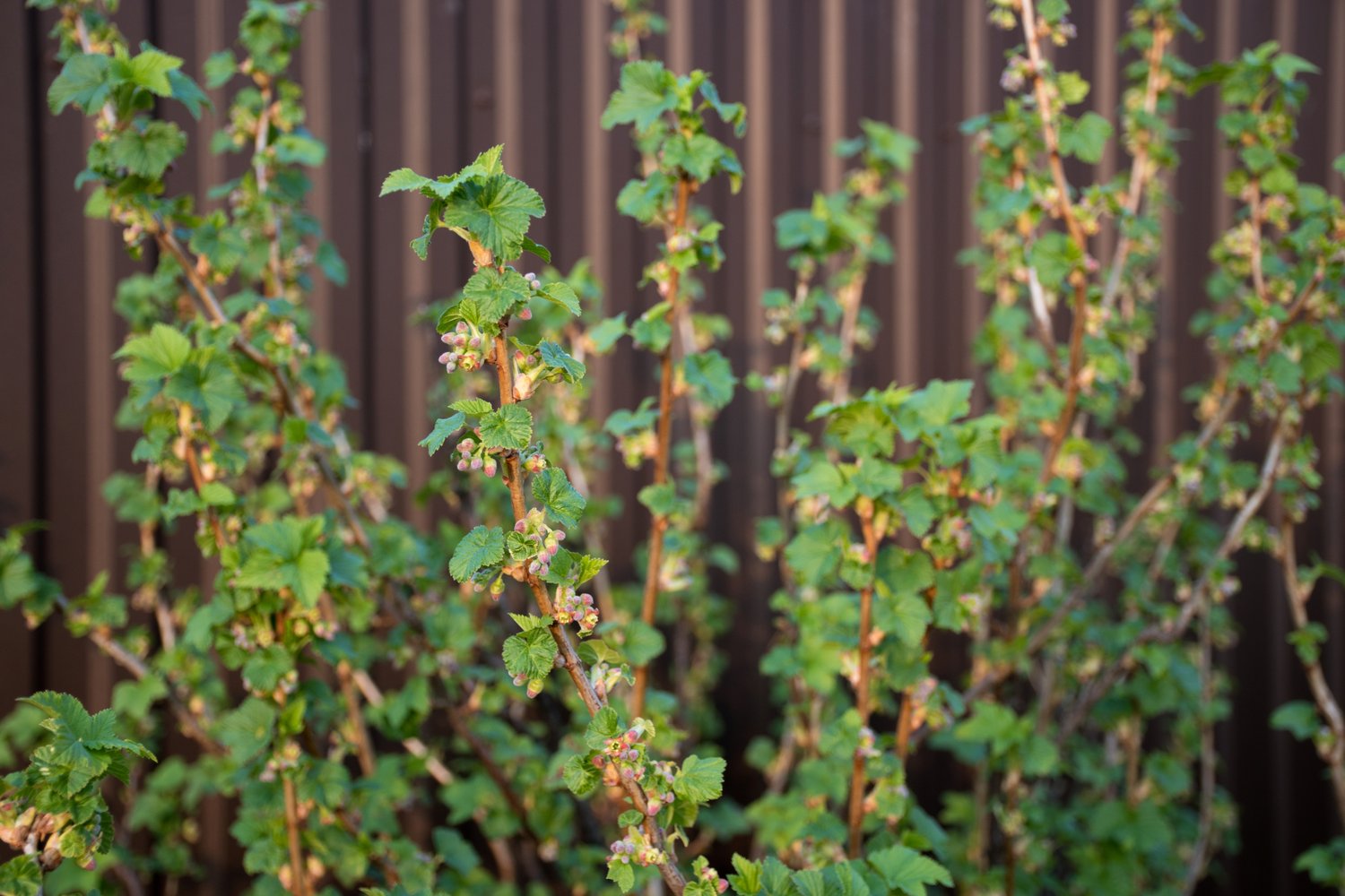 Ribes nigrum BALSGÅRD MARTIN® E