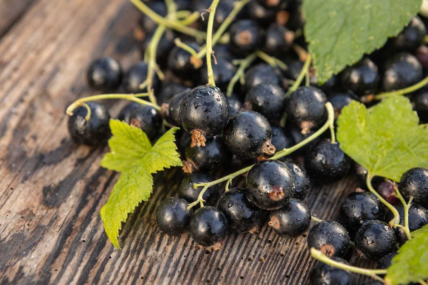 Ribes nigrum BALSGÅRD MARTIN® E