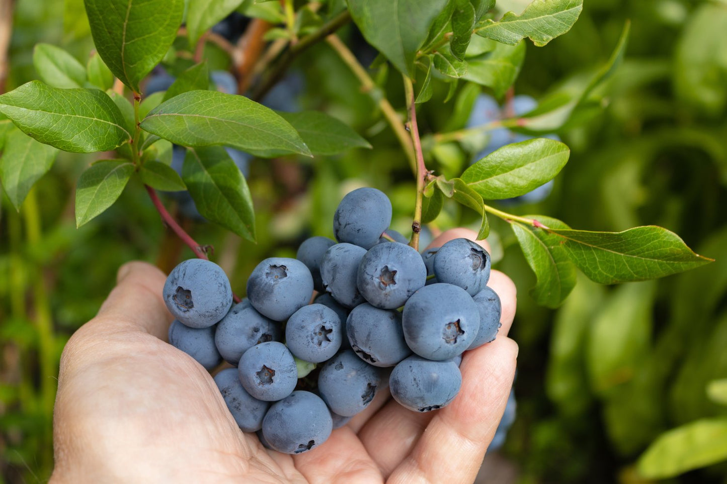 Vaccinium corymbosum ALFRED® E
