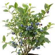 Vaccinium corymbosum ALFRED® E