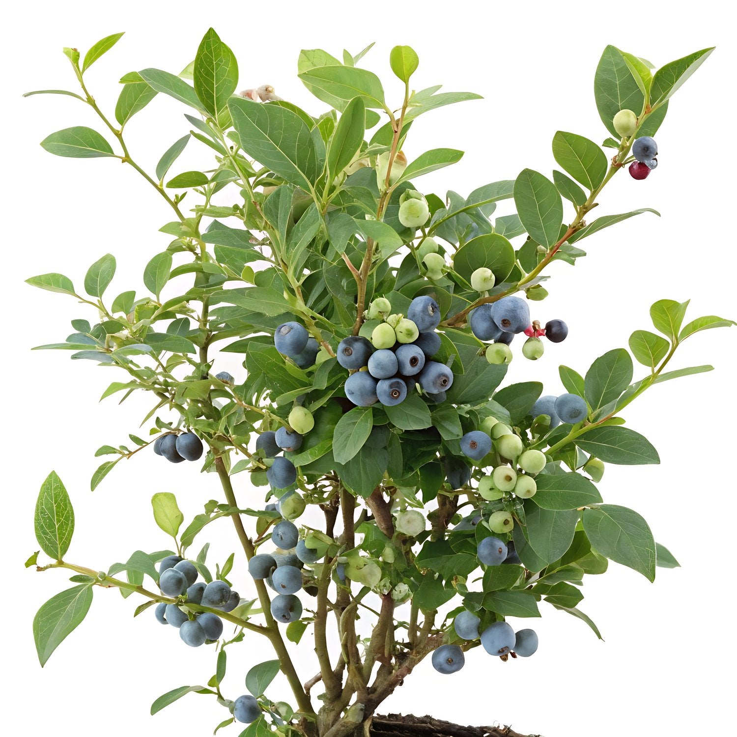 Vaccinium corymbosum ALFRED® E