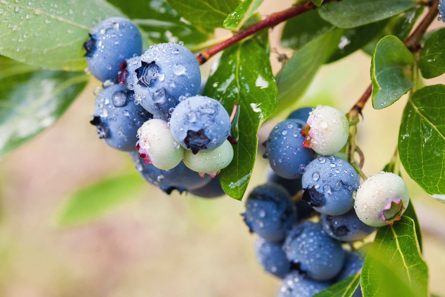 Vaccinium corymbosum ALFRED® E