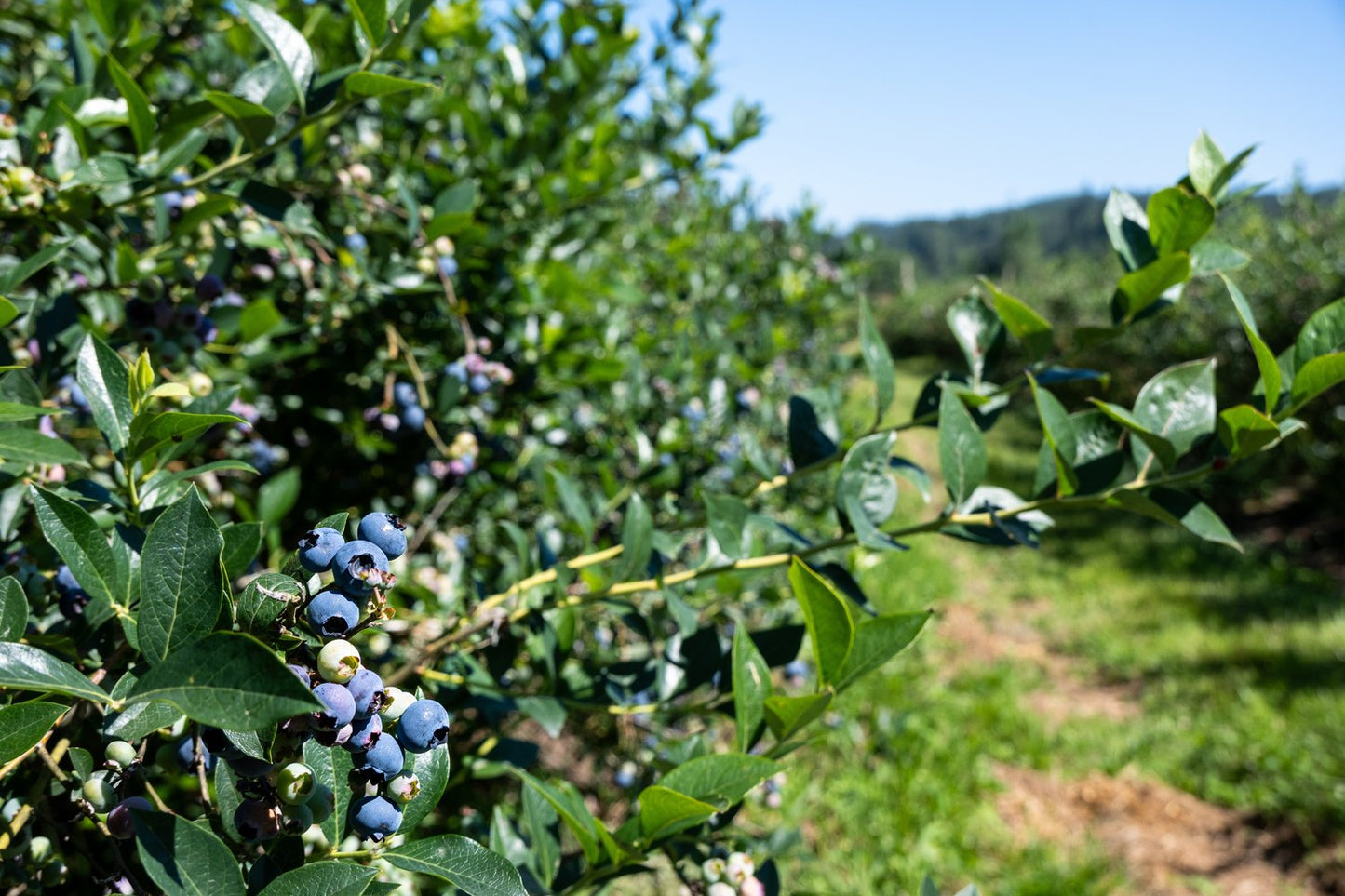 Vaccinium corymbosum 'Reka'