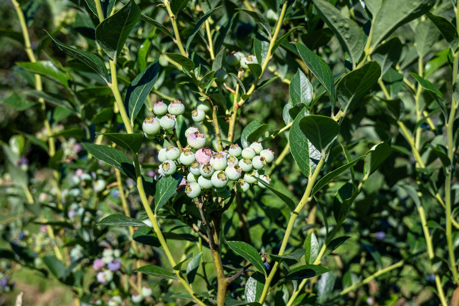 Vaccinium corymbosum 'Reka'