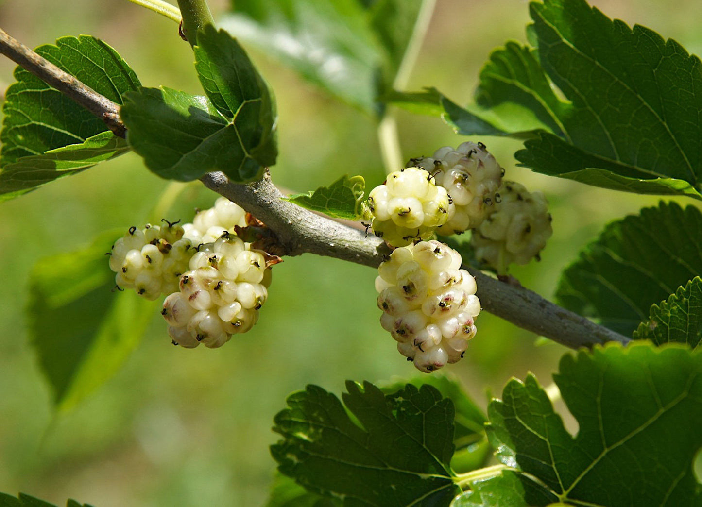 Morus alba 'Visborg'