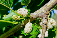 Morus alba 'Visborg'