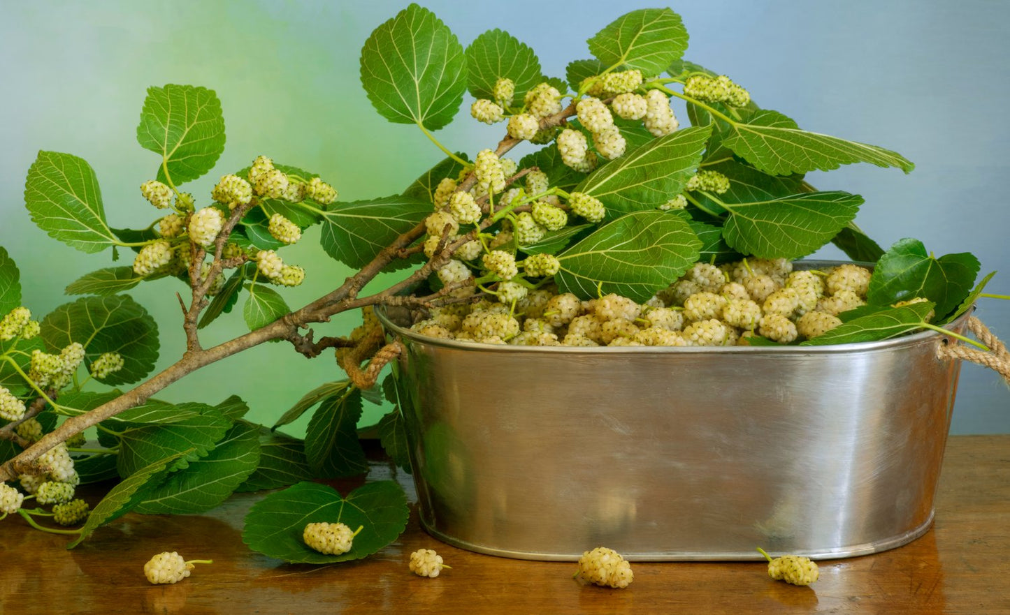 Morus alba 'Visborg'