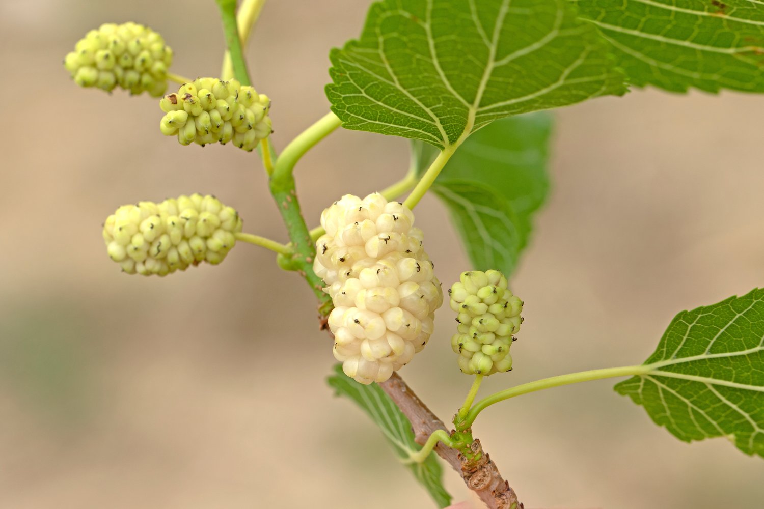 Morus alba 'Visborg'