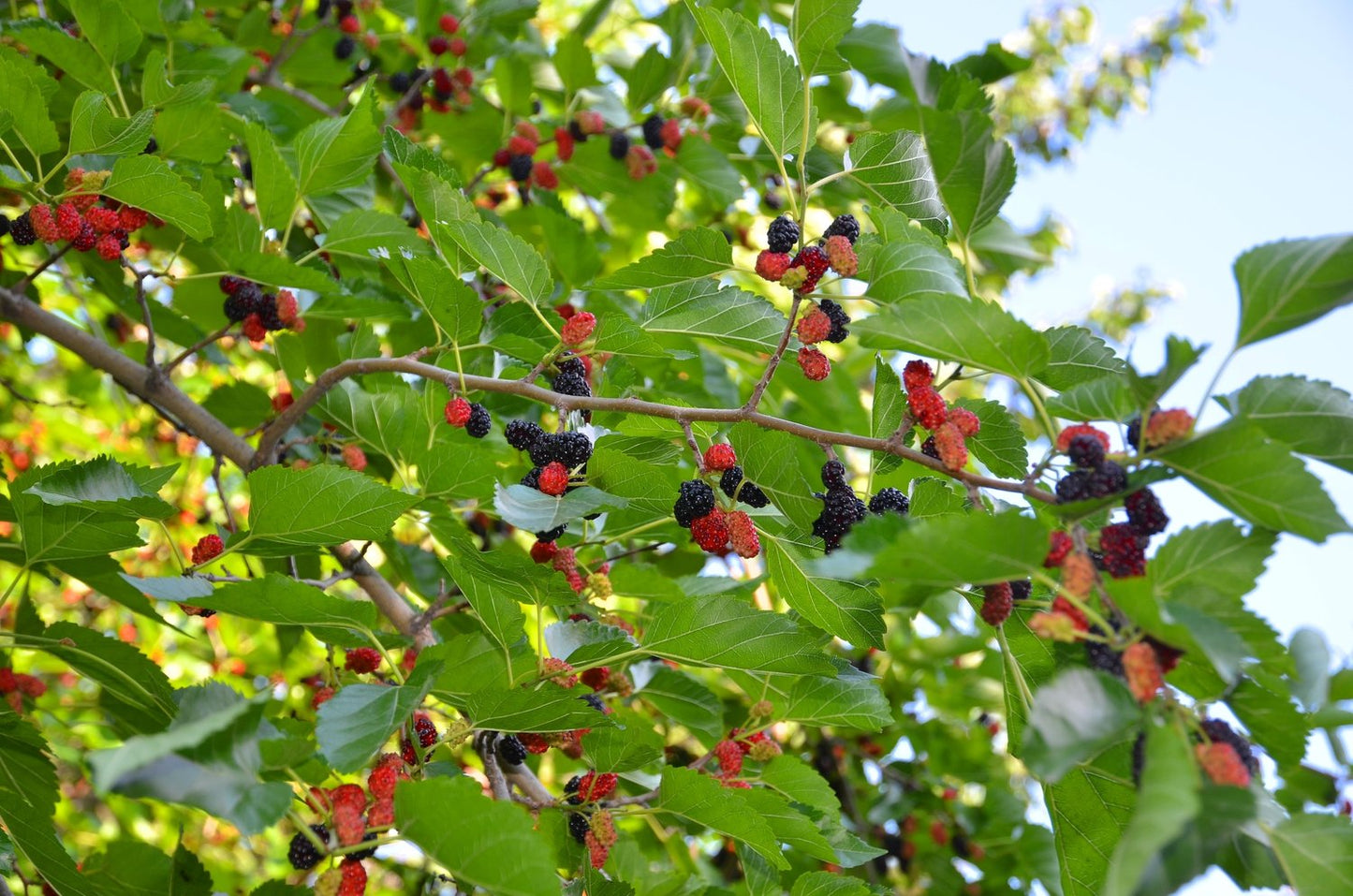 Morus 'Mulle' E