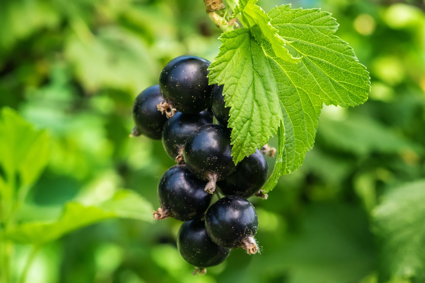 Ribes nigrum 'Öjebyn' E