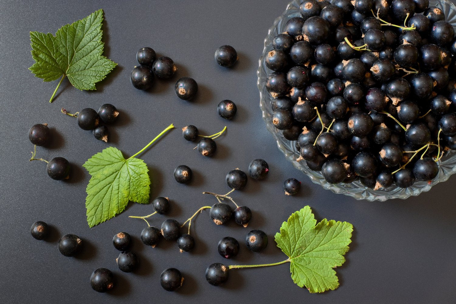 Ribes nigrum 'Öjebyn' E