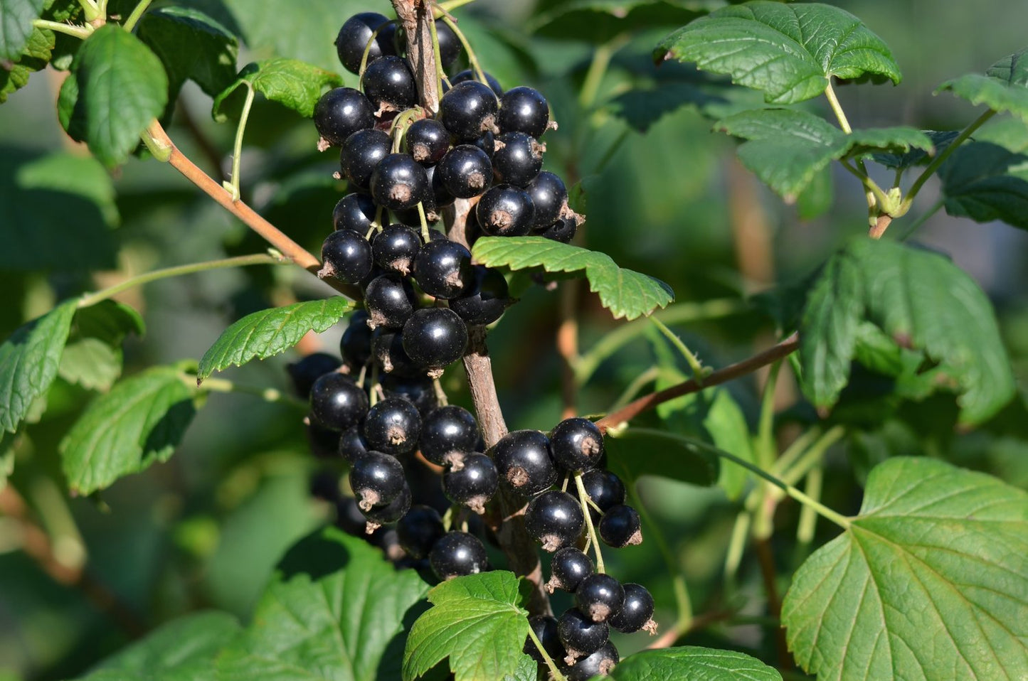 Ribes nigrum 'Öjebyn' E