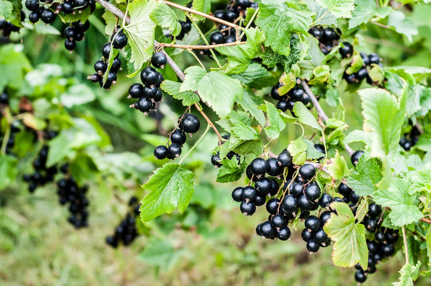 Ribes nigrum 'Öjebyn' E