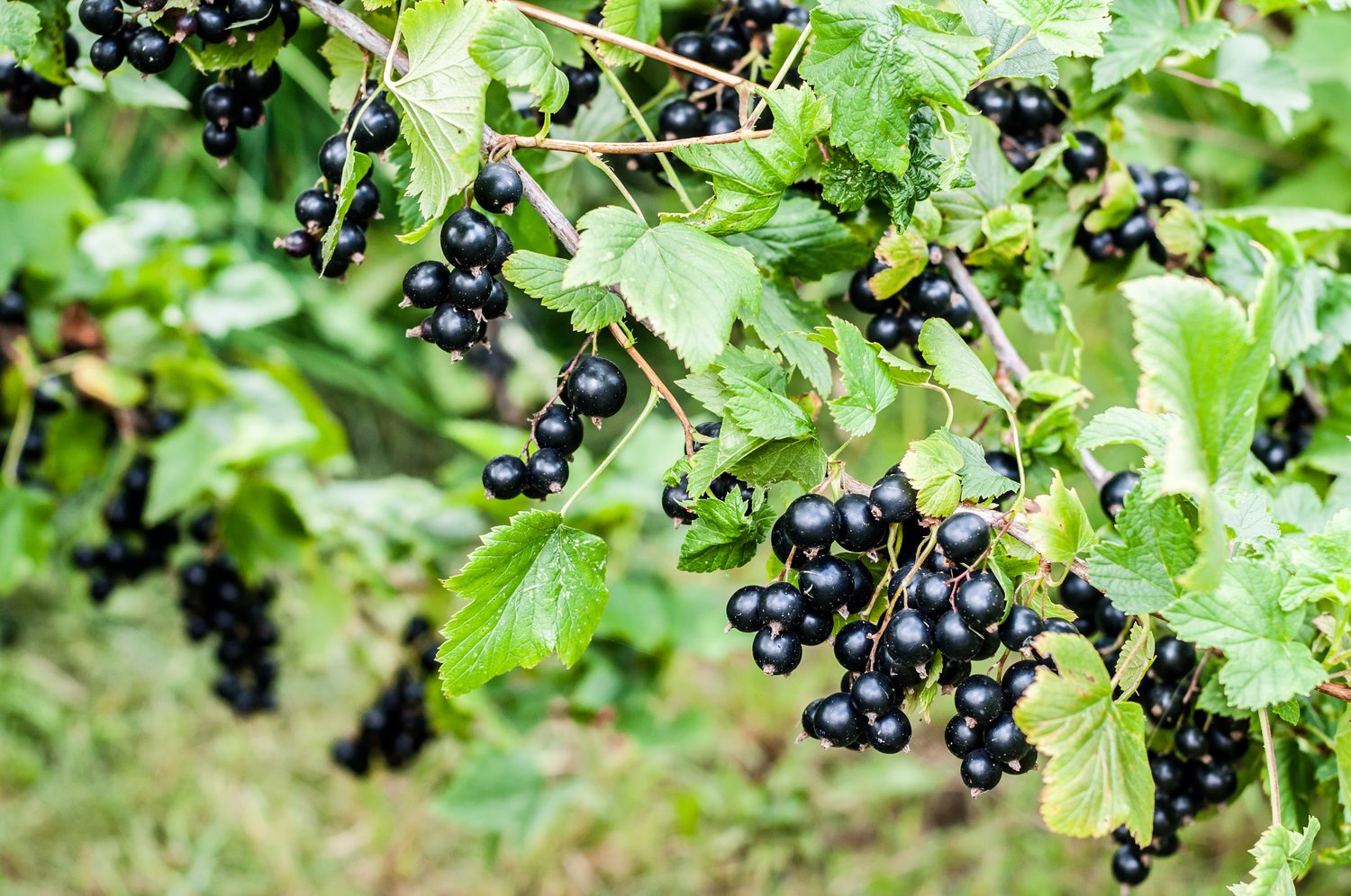 Ribes nigrum 'Öjebyn' E