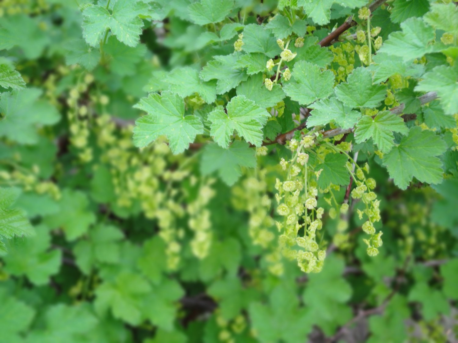 Ribes nigrum 'Öjebyn' E