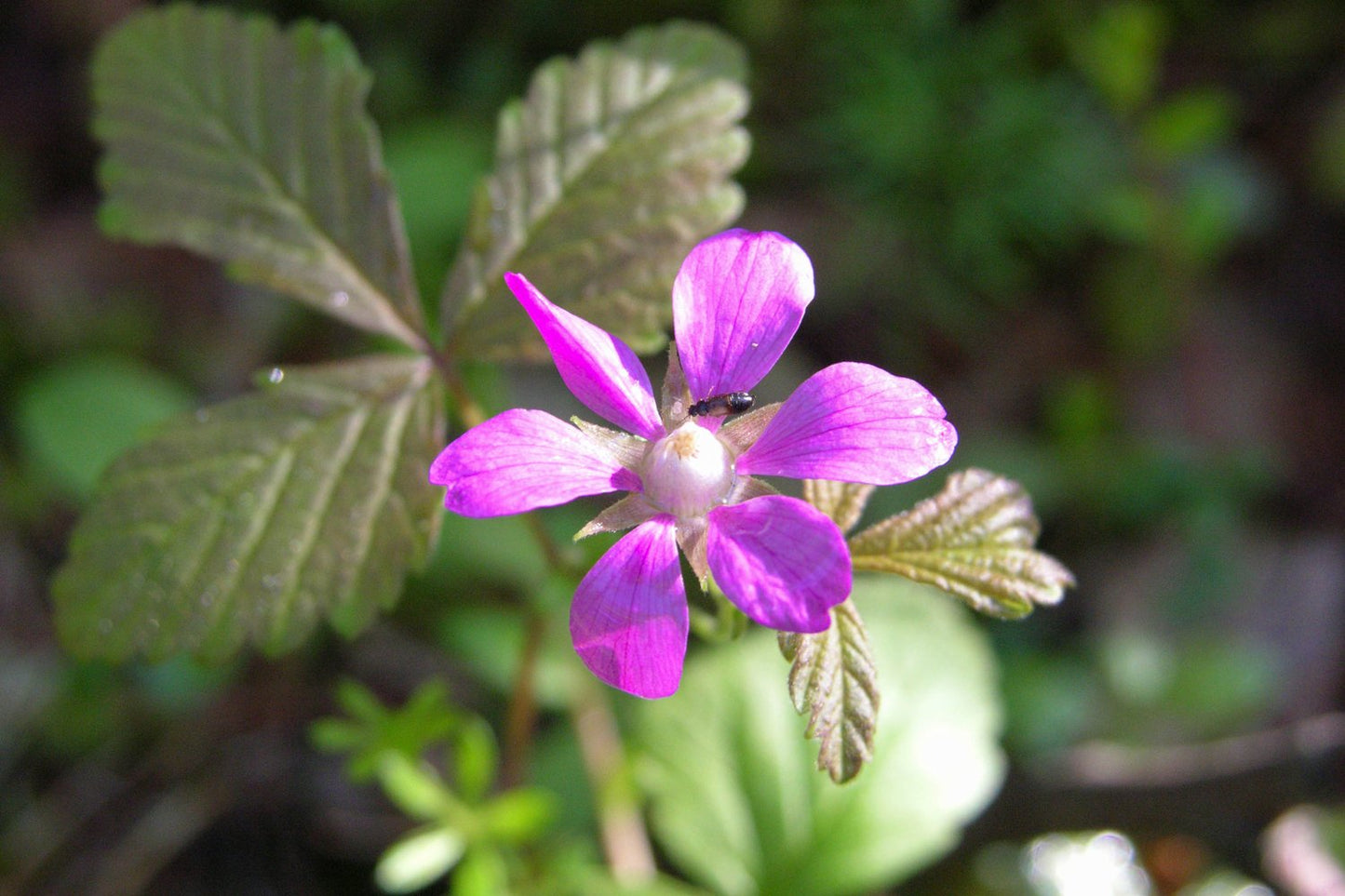 Rubus arcticus ssp. × stellarcticus 'Anna'