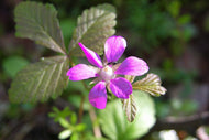 Rubus arcticus ssp. × stellarcticus 'Anna'