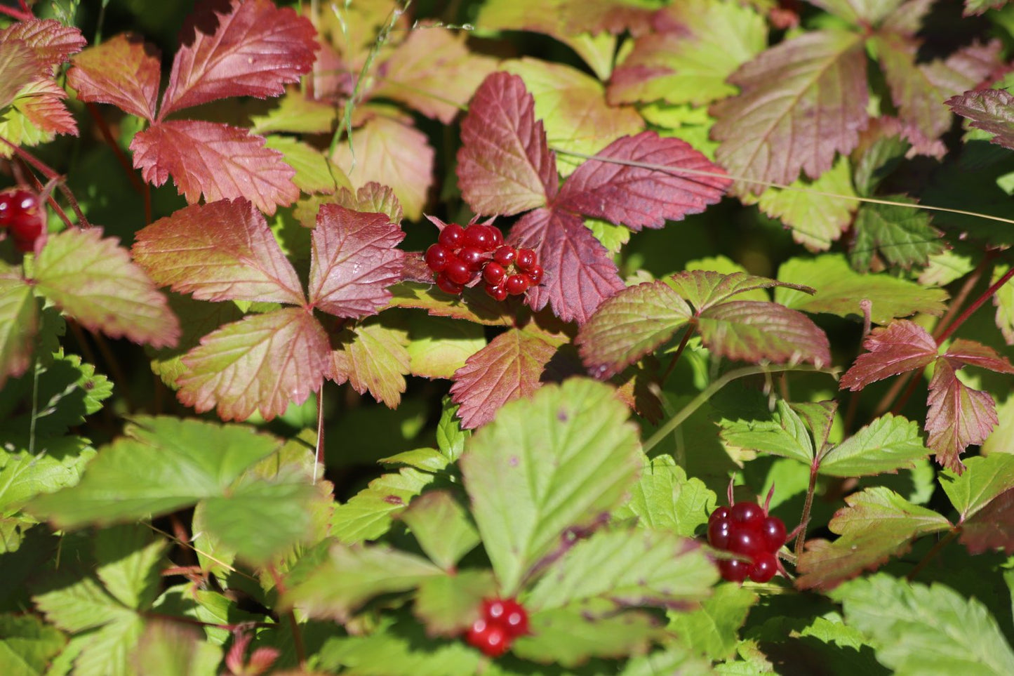 Rubus arcticus ssp. × stellarcticus 'Anna'