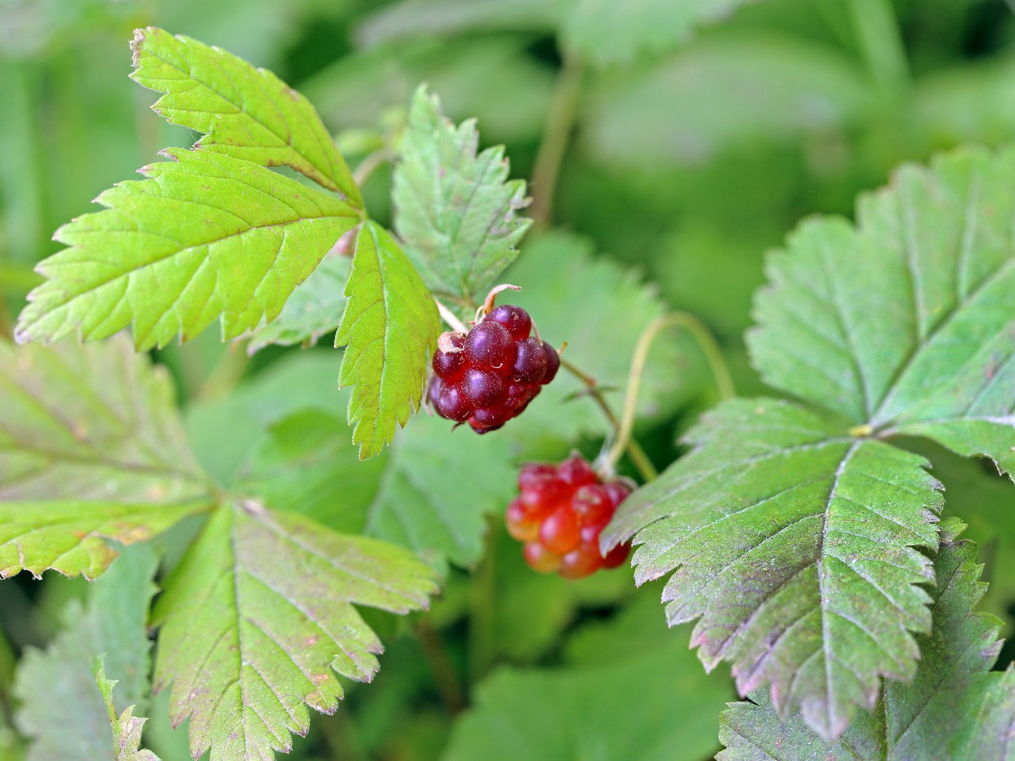 Rubus arcticus ssp. × stellarcticus 'Linda'