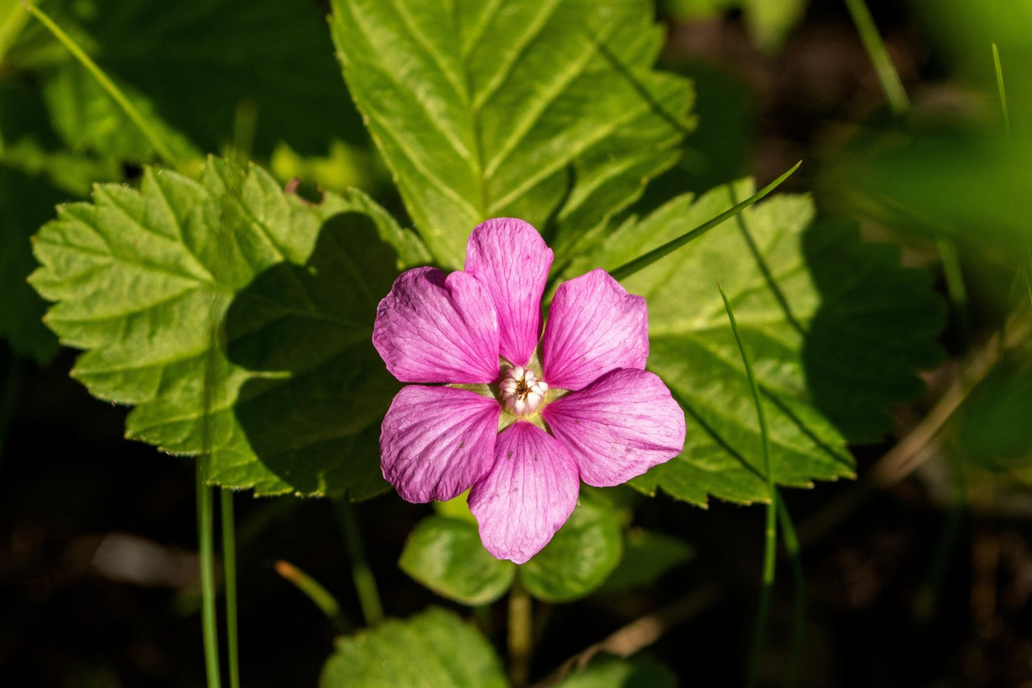 Rubus arcticus ssp. × stellarcticus 'Linda'