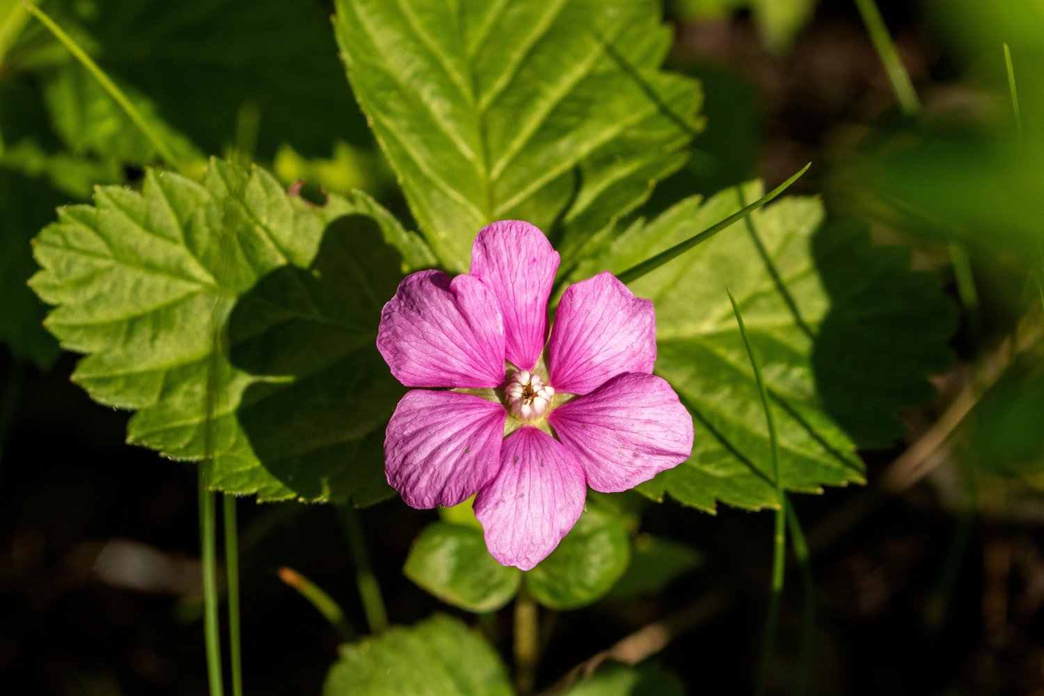 Rubus arcticus ssp. × stellarcticus 'Linda'