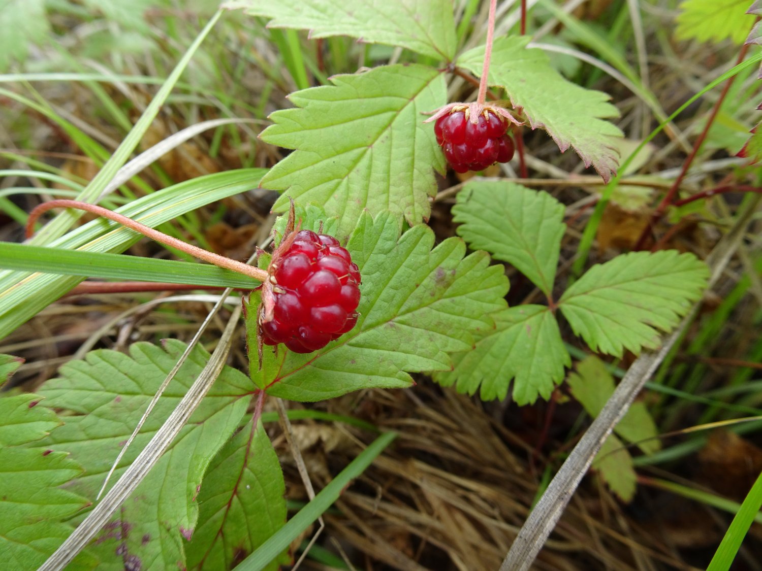 Rubus arcticus ssp. × stellarcticus 'Linda'