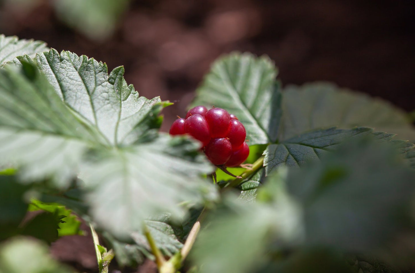 Rubus arcticus ssp. × stellarcticus 'Linda'