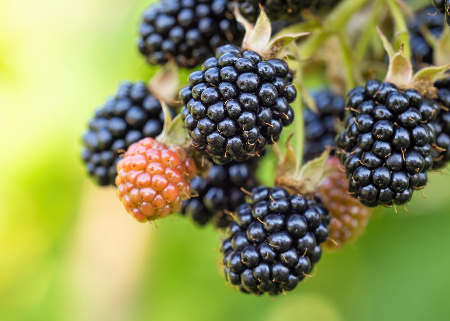 Rubus (Björnbär) 'Loch Tay' E