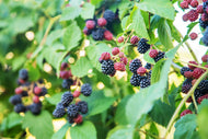 Rubus (Björnbär) 'Loch Tay' E