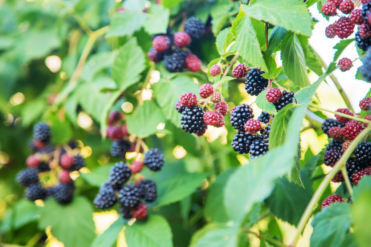 Rubus (Björnbär) 'Loch Tay' E