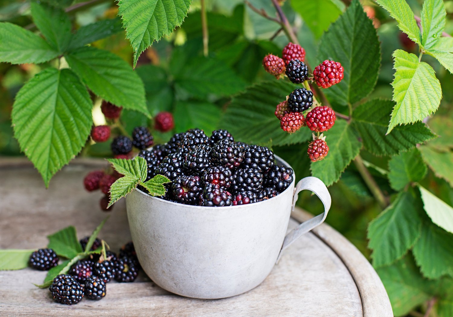 Rubus (Björnbär) 'Loch Tay' E