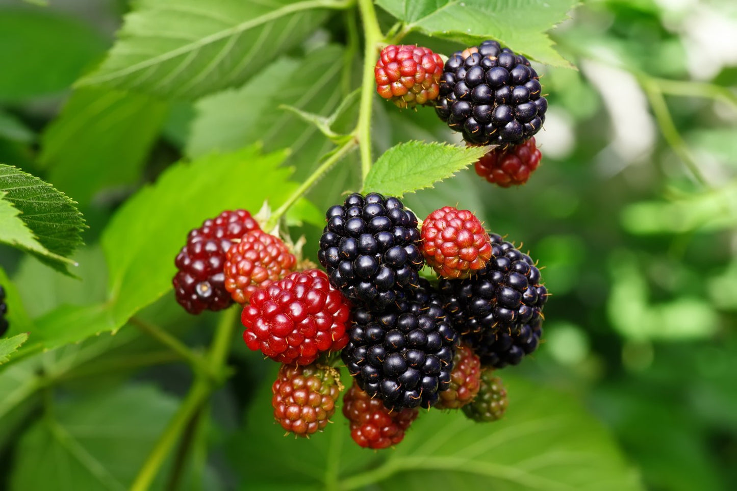 Rubus (Björnbär) 'Loch Tay' E