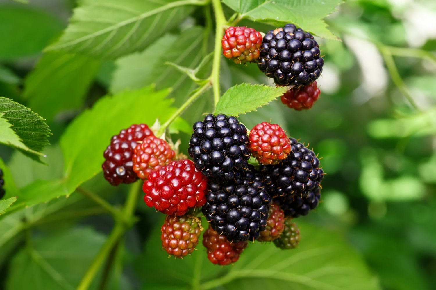 Rubus (Björnbär) 'Loch Tay' E