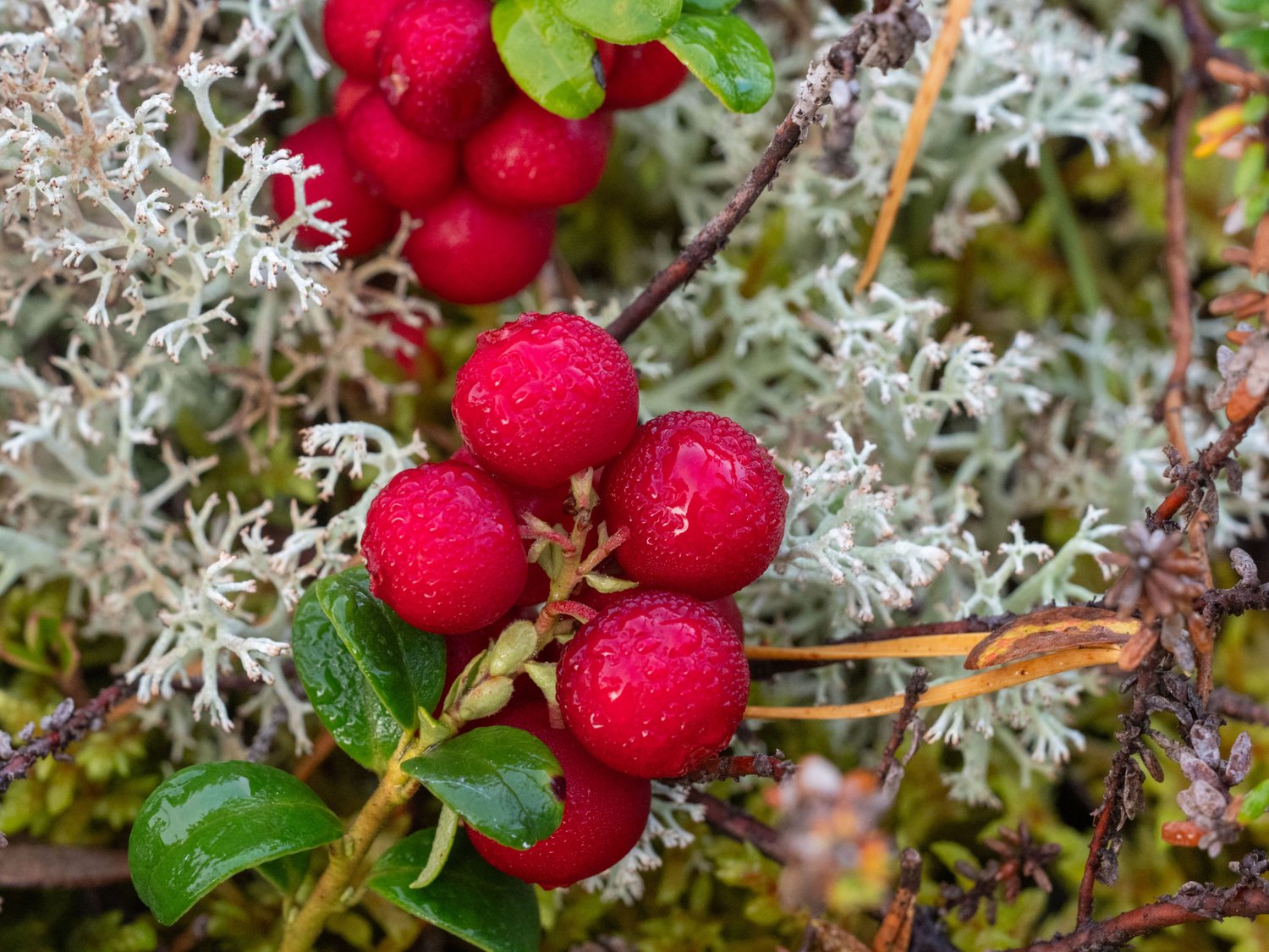 Vaccinium vitis-idaea BALSGÅRD IDA® ('Ida'PBR)