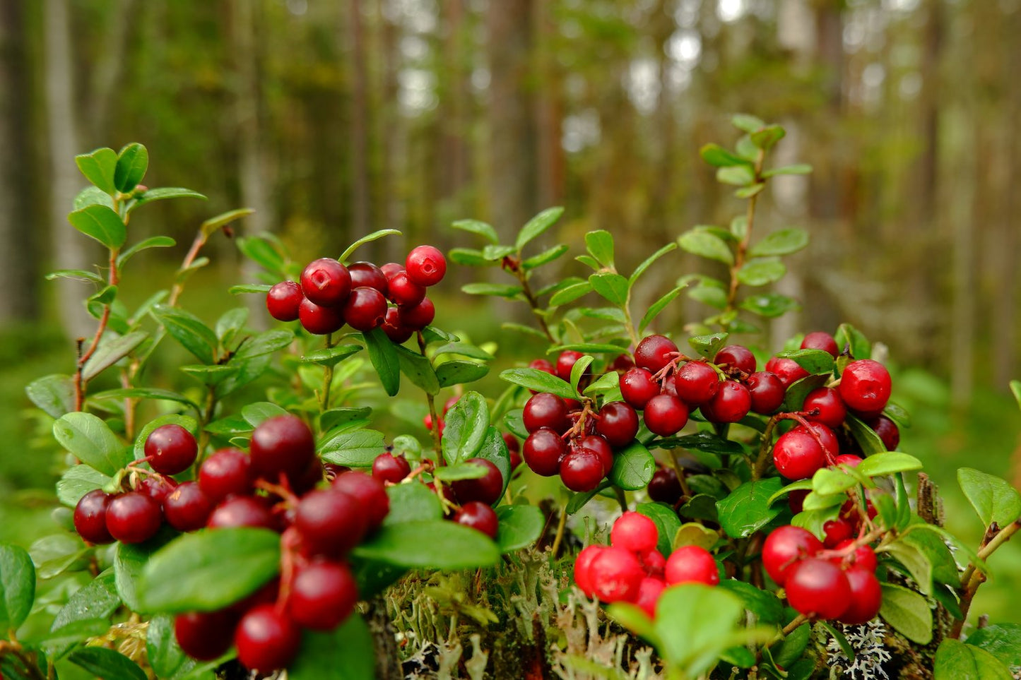 Vaccinium vitis-idaea BALSGÅRD IDA® ('Ida'PBR)