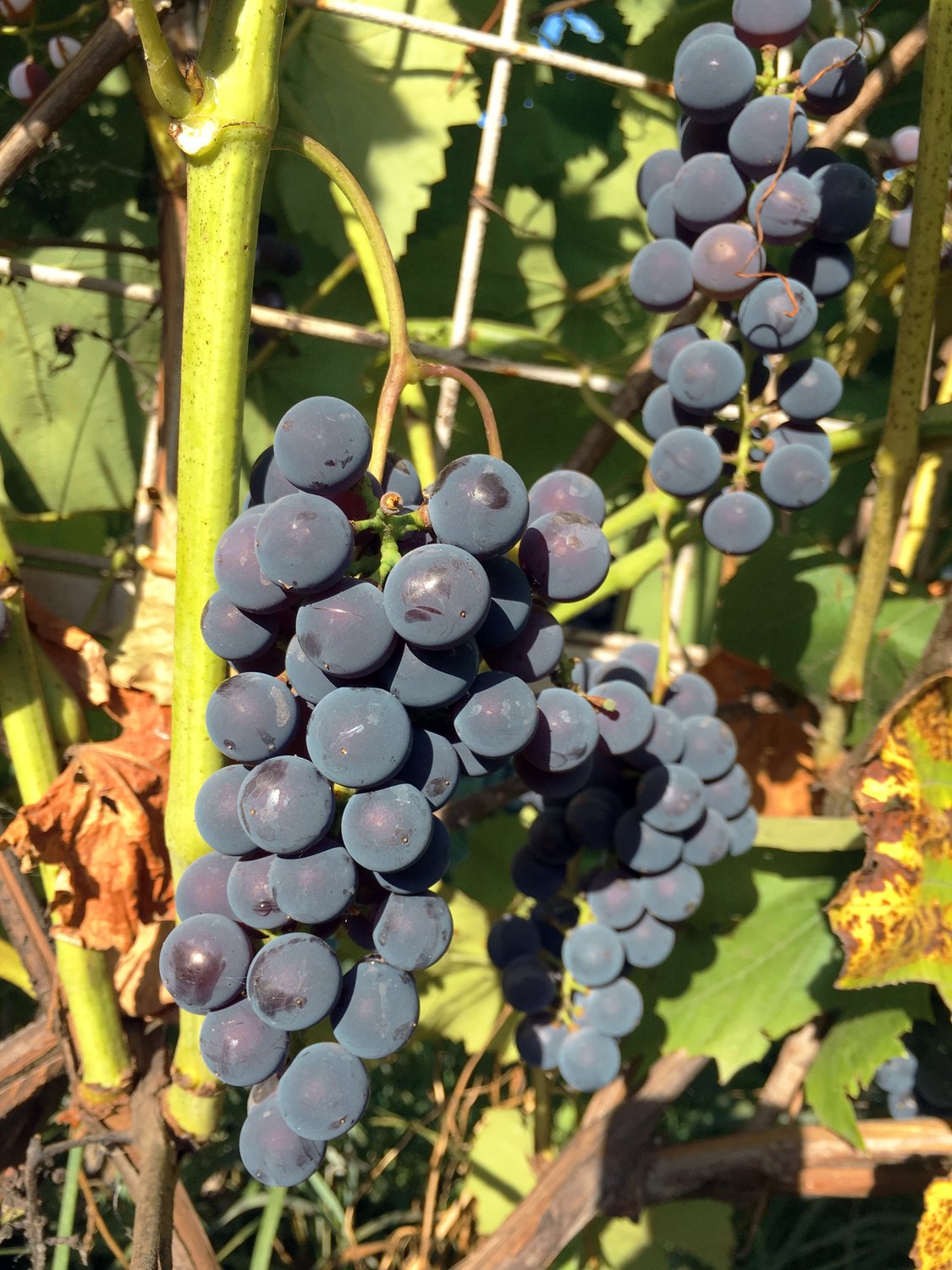 Vitis (Labrusca-Gruppen) 'Zilga' E