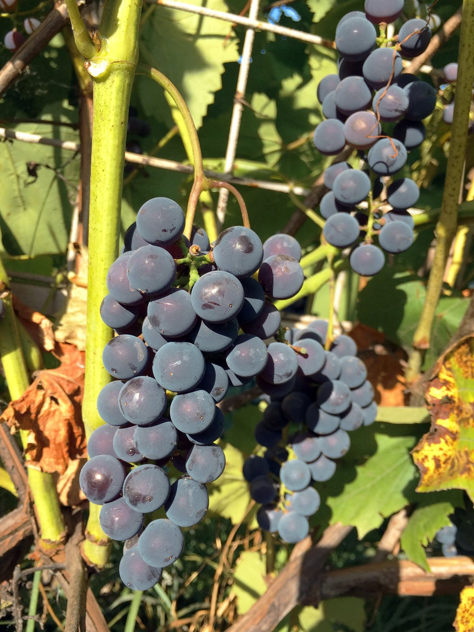 Vitis (Labrusca-Gruppen) 'Zilga' E