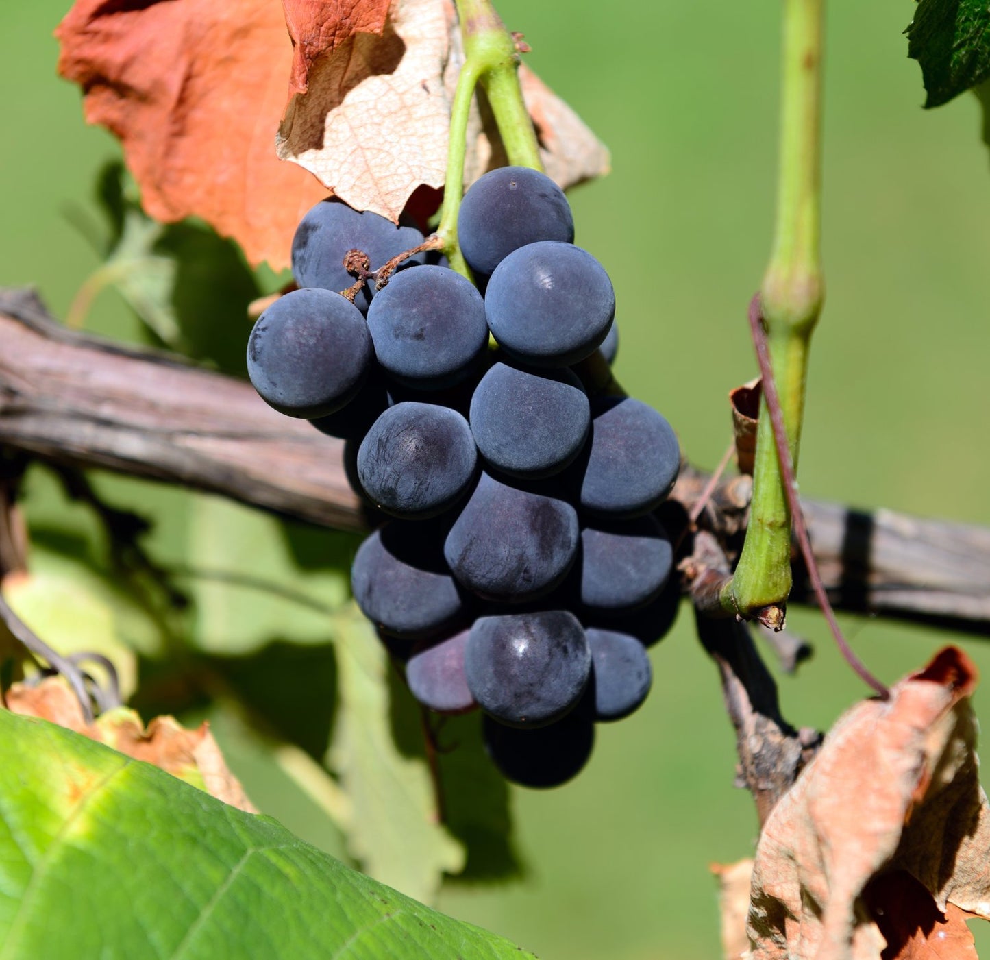 Vitis (Labrusca-Gruppen) 'Zilga' E