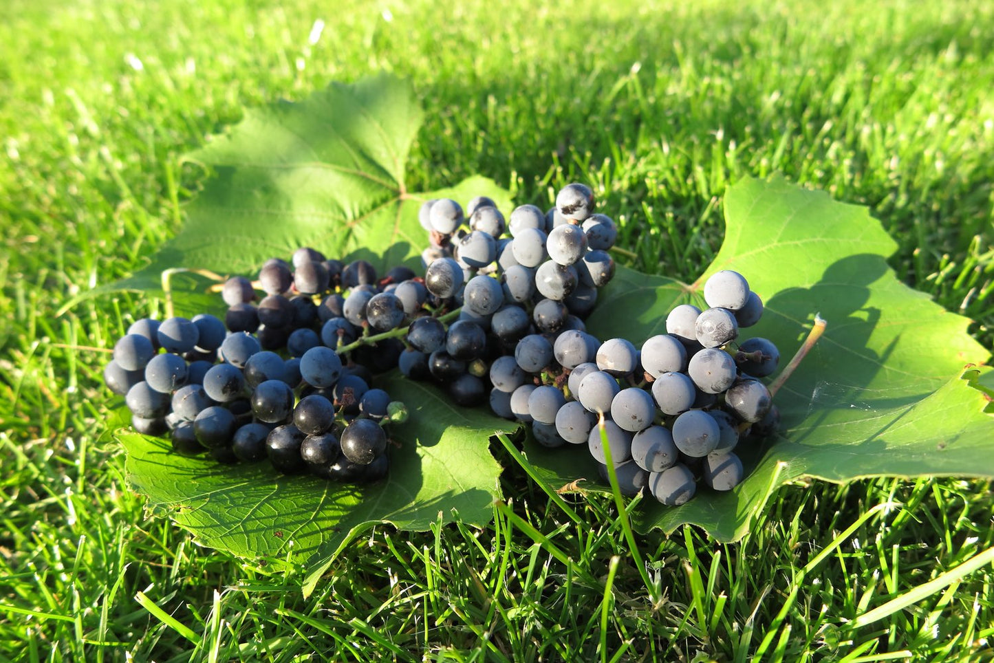 Vitis (Labrusca-Gruppen) 'Zilga' E